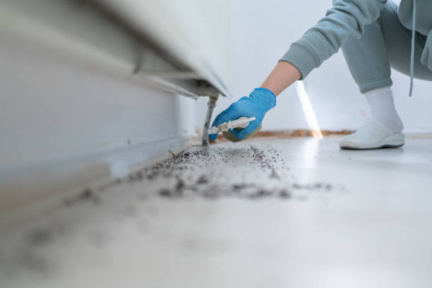 Best Pest Control Near Me in Graham, NC